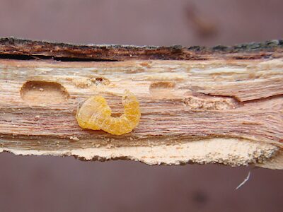 Notographus uniformis, PL5663I, larva, from Acacia notabilis dead stem, EP, photo by A.M.P. Stolarski